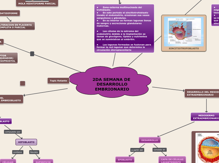 2DA SEMANA DE DESARROLLO
EMBRIONARIO - Mapa Mental