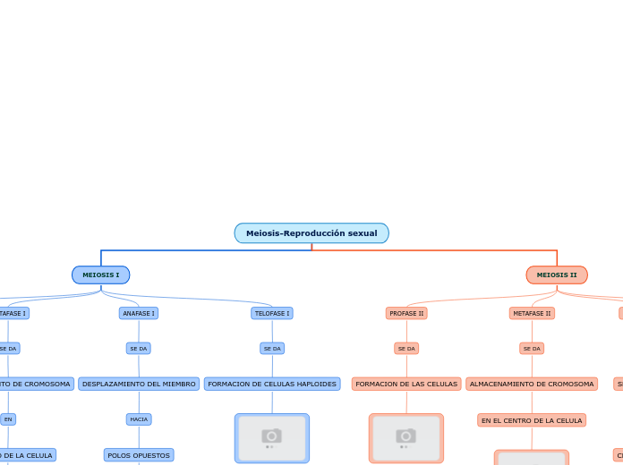 Meiosis-Reproducción sexual