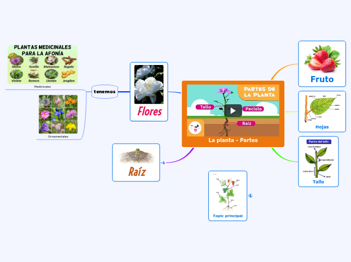 La planta - Partes - Mind Map