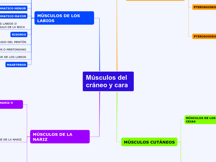 Músculos del      cráneo y cara