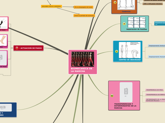 BIOMECANICA DE LA MARCHA - Mapa Mental