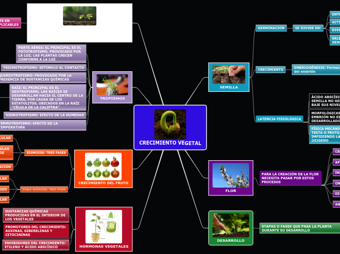 CRECIMIENTO VEGETAL - Mapa Mental