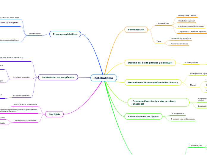 Catabolismo - Mapa Mental