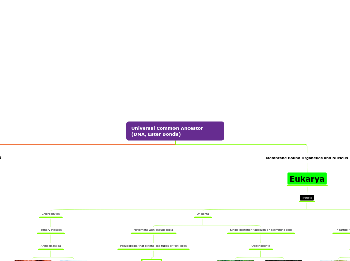 Organigram