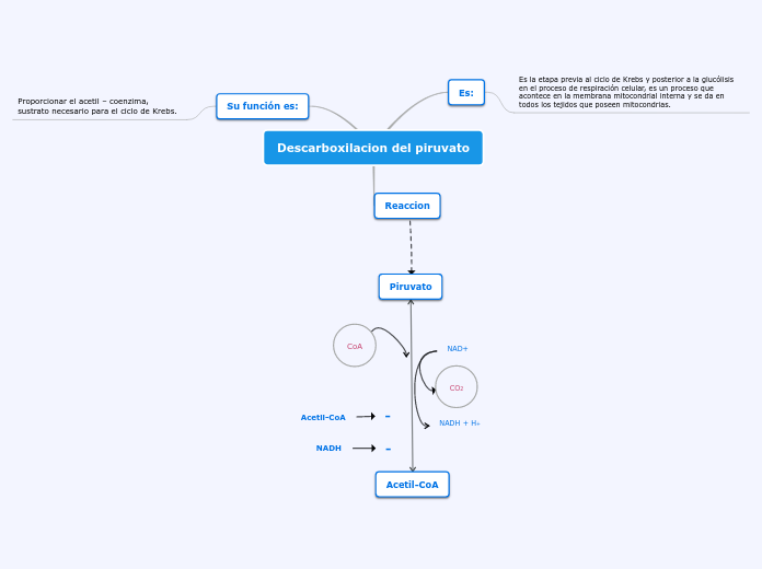 Descarboxilacion del piruvato - Mapa Mental