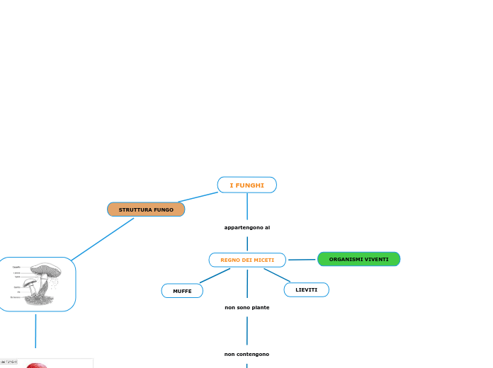 I FUNGHI - Mappa Mentale