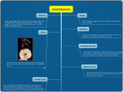 Seed Dispersal - Mind Map