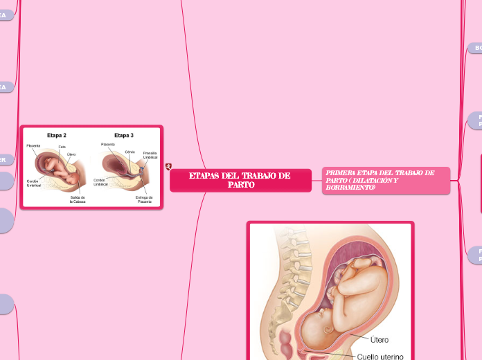 etapas y fases del trabajo de parto