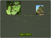 Groep_1_Planten  - Mindmap