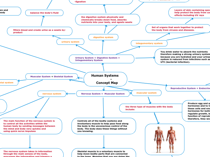 Human Systems 
            - 
   Concept M...- Mind Map