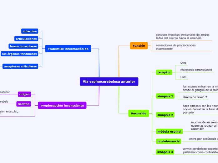 Vía espinocerebelosa anterior Vía espinocerebelosa anterior