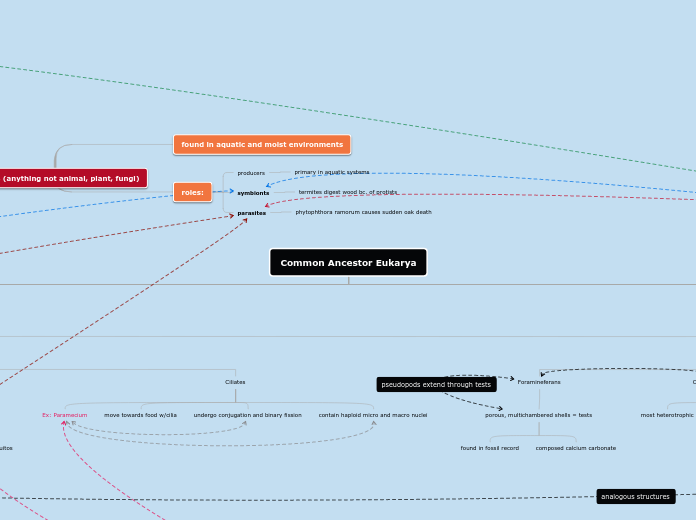 Common Ancestor Eukarya - Mind Map