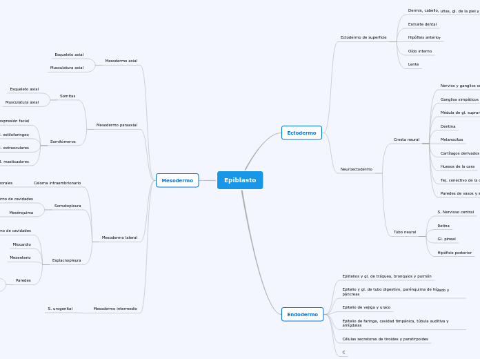 Epiblasto - Mapa Mental