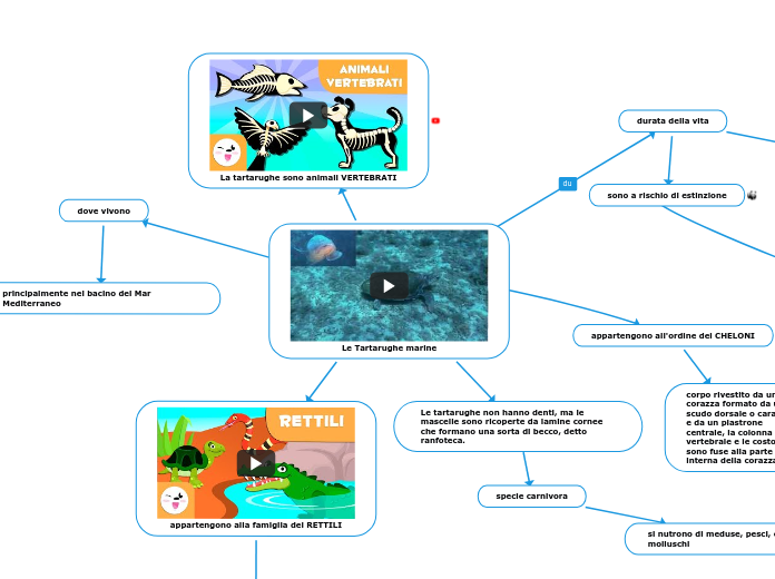 Le Tartarughe marine - Mappa Mentale