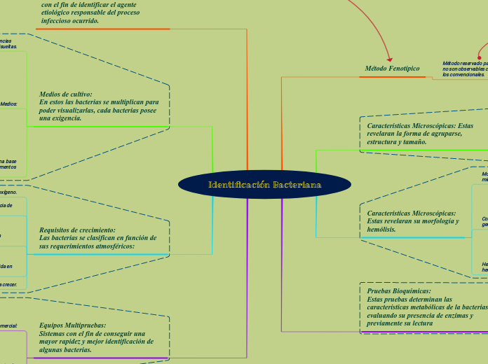 Identificación Bacteriana - Mapa Mental