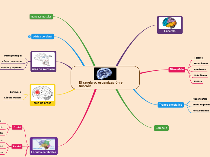 El cerebro, organización y función - Mapa Mental