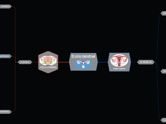 El ciclo menstrual - Mapa Mental