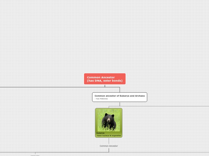 Common Ancestor
(has DNA, ester bonds) - Mind Map