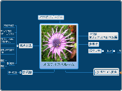 オステオスペルマム - マインドマップ