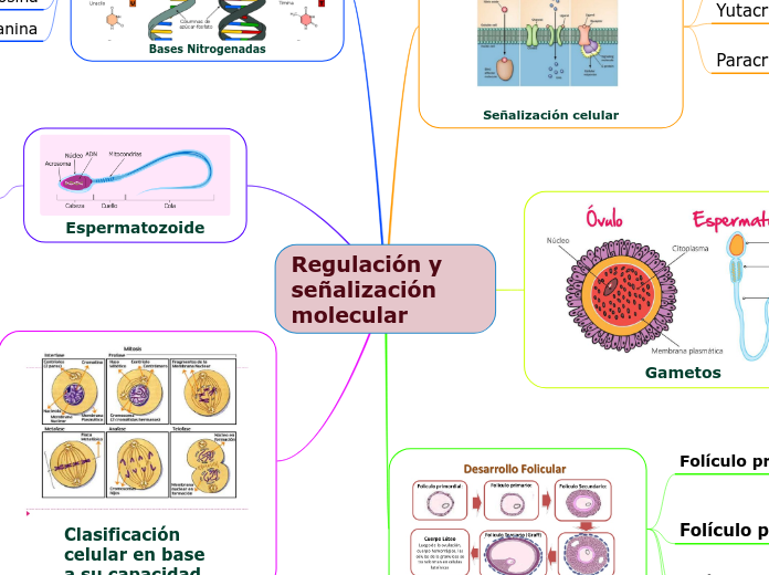 Regulación y señalización molecular