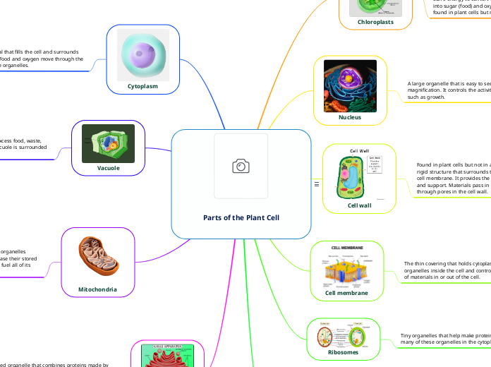 Parts of the Plant Cell - Mind Map