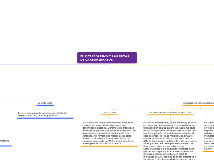 EL METABOLISMO Y LAS RUTAS            D...- Mapa Mental