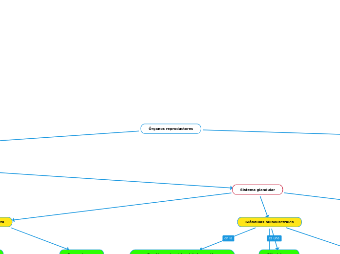 Órganos reproductores - Mapa Mental