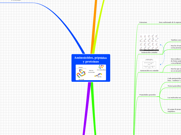 mapa conceptual simple de proteinas