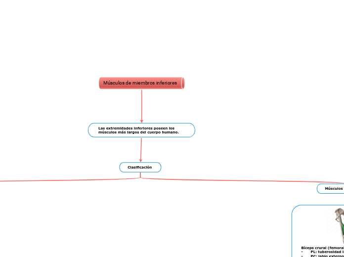 Músculos de miembros inferiores - Mapa Mental
