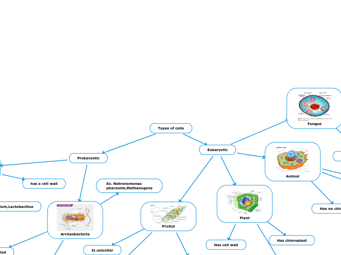 Types of cells - Mind Map