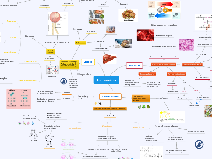 Aminoácidos - Mind Map