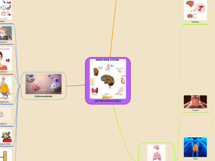 SISTEMA ENDOCRINO - Mind Map