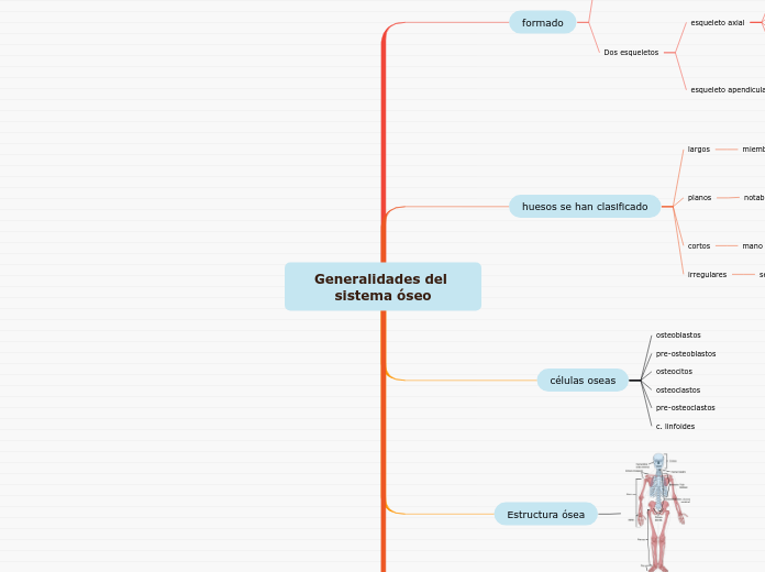 Generalidades del sistema óseo