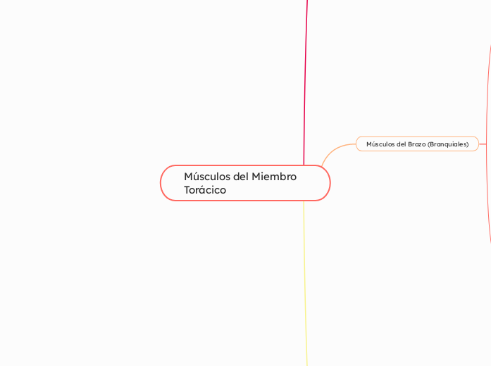 Músculos del Miembro Torácico - Mapa Mental