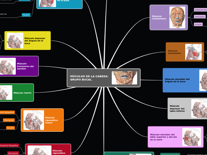 MÚCULOS DE LA CABEZA  GRUPO BOCAL