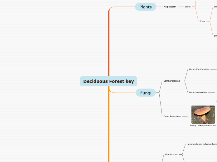 Deciduous Forest key