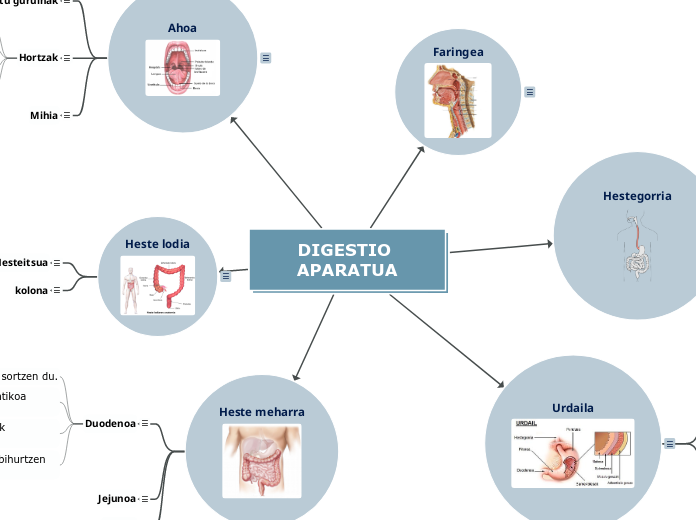 DIGESTIO APARATUA - Adimen Mapa