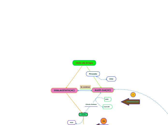 Ciclo de Kreps - Mapa Mental