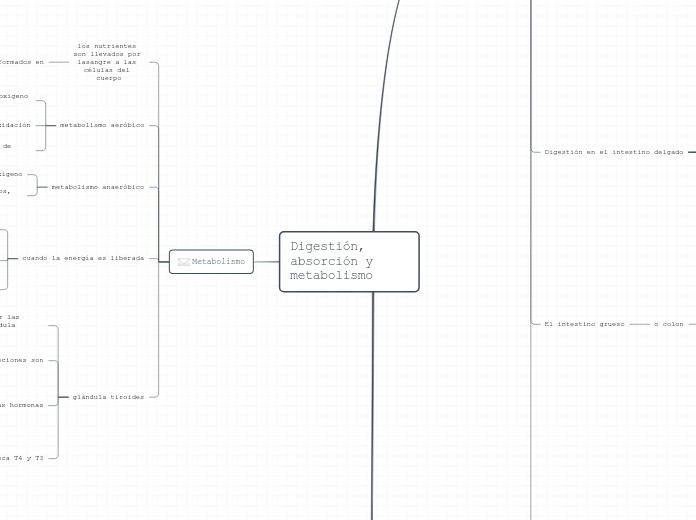 Digestión, absorción y metabolismo - Mapa Mental