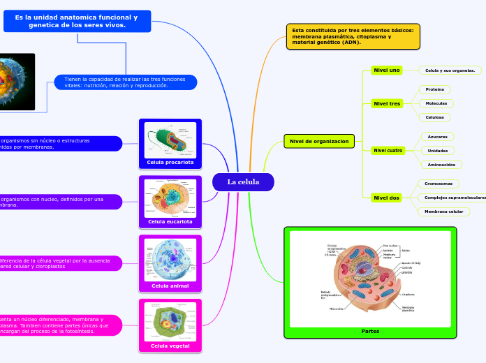 La celula - Mind Map