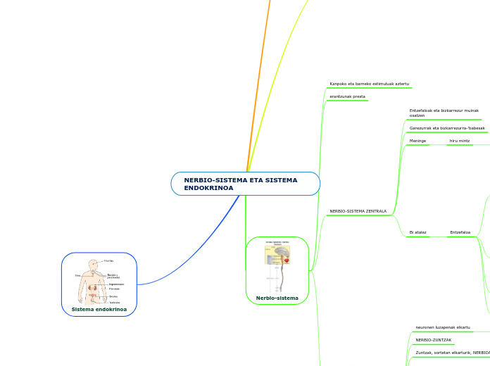 NERBIO-SISTEMA ETA SISTEMA ENDOKRINOA - Mind Map