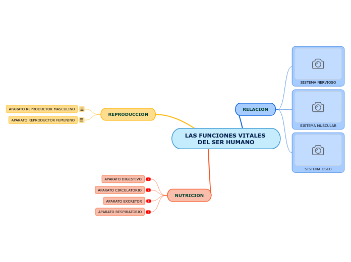 LAS FUNCIONES VITALES DEL SER HUMANO