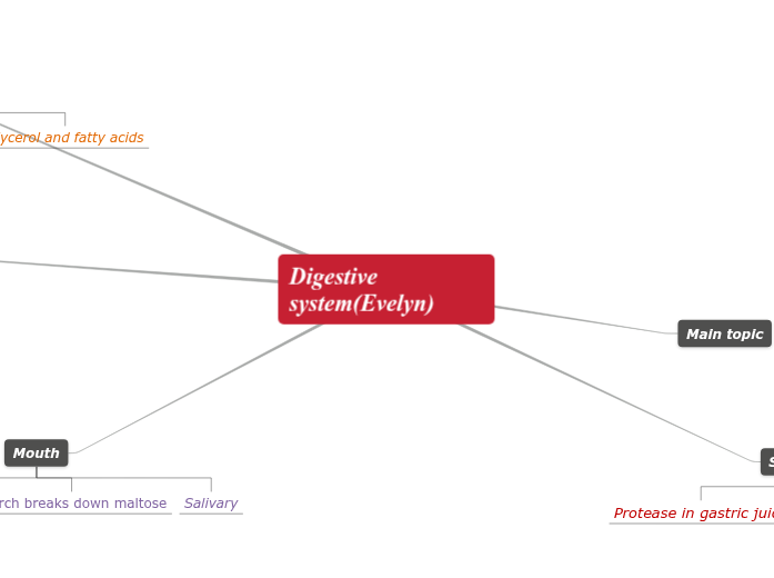 Digestive system(Evelyn) Digestive system(Evelyn)