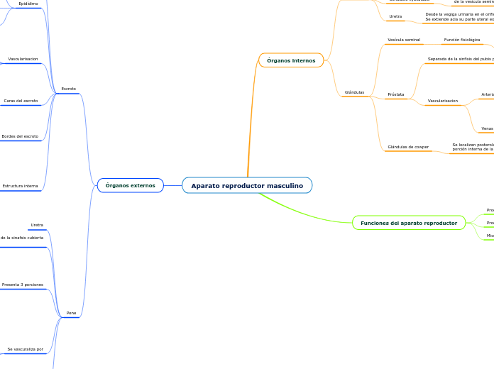 Aparato Reproductor Masculino Mind Map