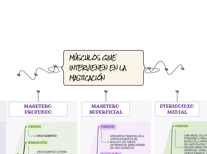 MÚSCULOS QUE INTERVIENEN EN LA MASTICAC...- Mapa Mental