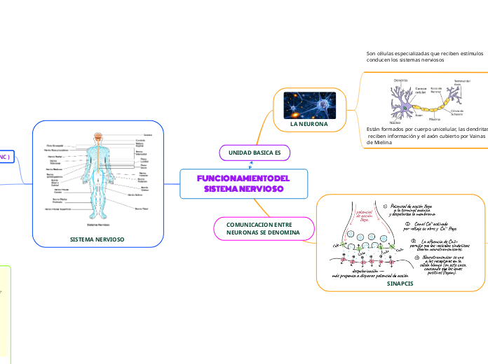 FUNCIONAMIENTO DEL SISTEMA NERVIOSO 
