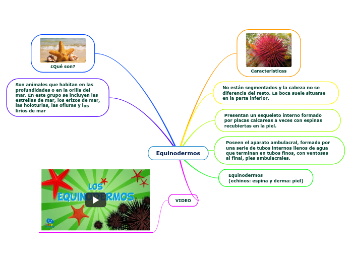 características de los equinodermos
