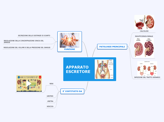 APPARATO ESCRETORE - Mappa Mentale