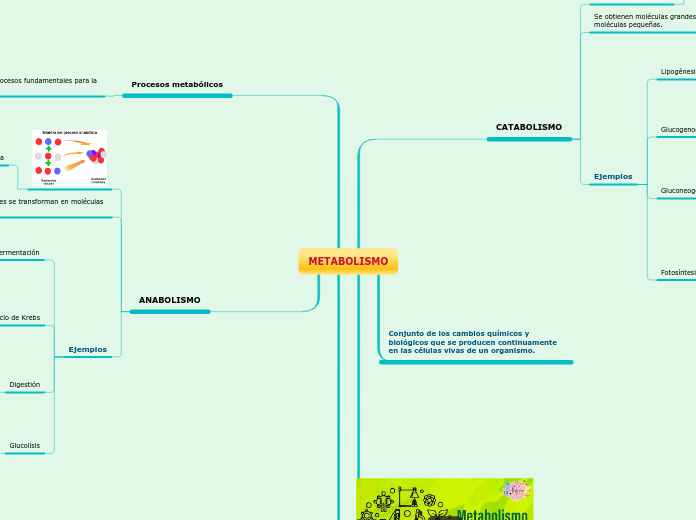 METABOLISMO - Mapa Mental