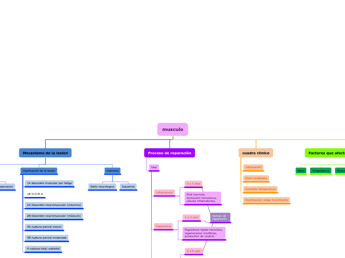 musculo - Mapa Mental